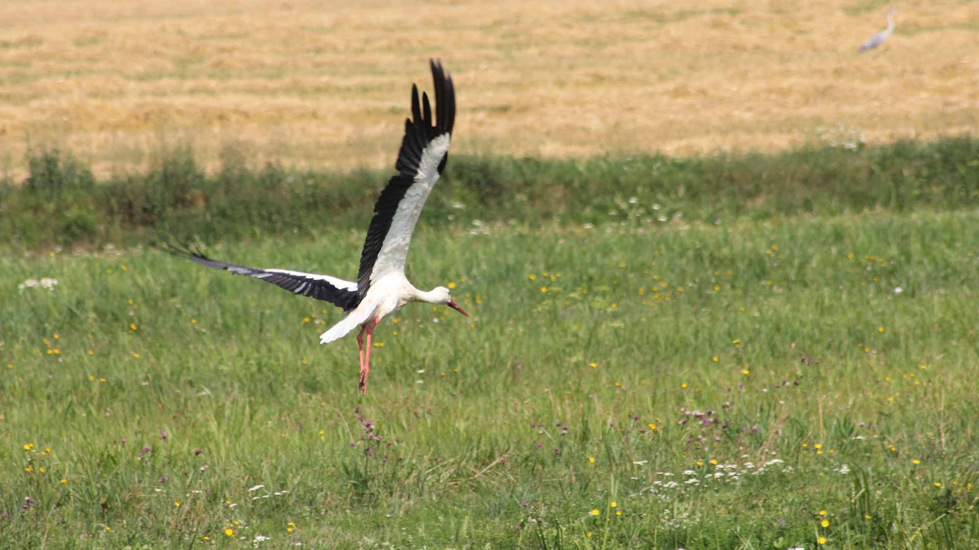 see image of Stork Cicogna (Ciconia ciconia)